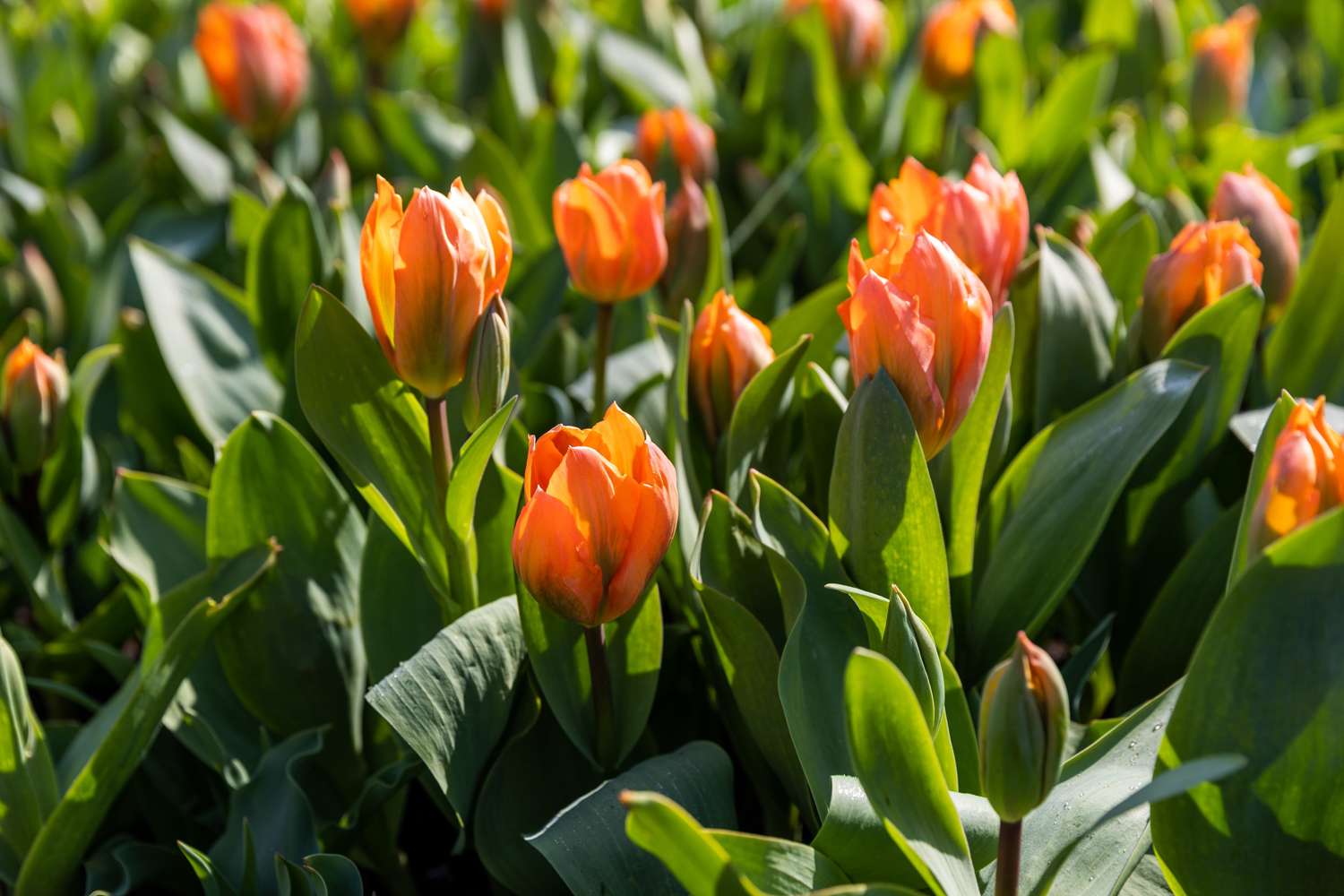 Tulpe 'Orange Emperor'